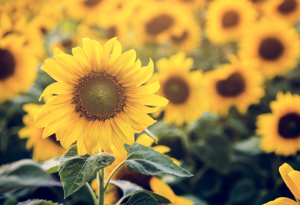 Blog 2 Junio Girasoles