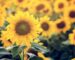 Blog 2 Junio Girasoles